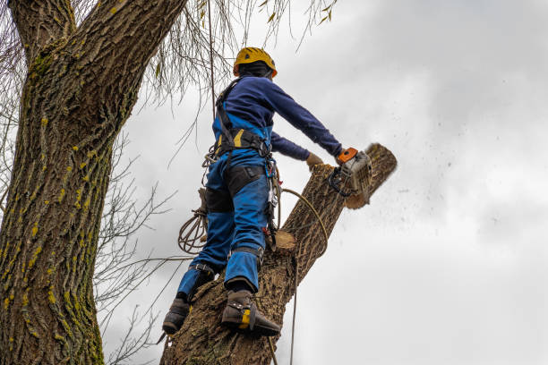 Best Tree Maintenance Programs  in Westwood Shores, TX