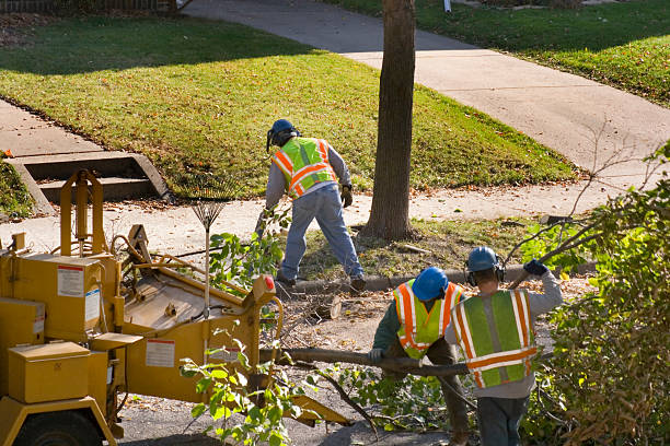 Best Firewood Processing and Delivery  in Westwood Shores, TX