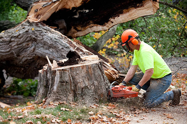 Best Tree Preservation Services  in Westwood Shores, TX