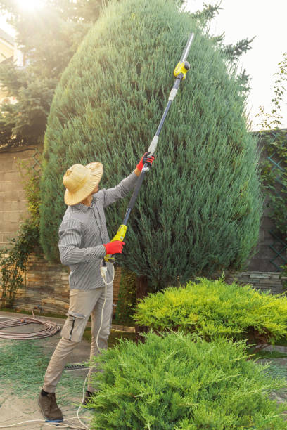 Best Arborist Consultation Services  in Westwood Shores, TX